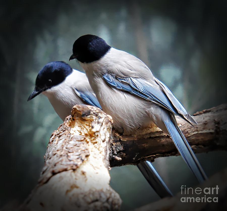 Azure Winged Magpie Photograph by Lilliana Mendez