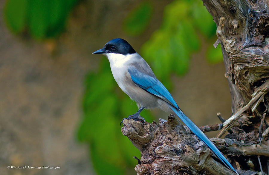 Azure-winged Magpie Photograph by Winston D Munnings