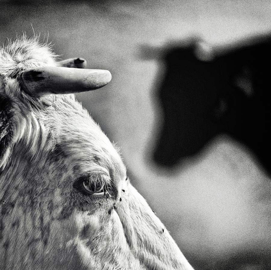 Everyday Photograph - B & W by Piet Flour Everyday Photograph - B & W by Piet Flour
