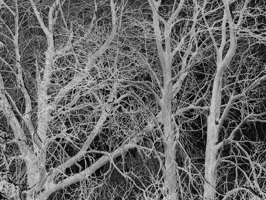 White Branches on Black Photograph by Jodie Marie Anne Richardson Traugott          aka jm-ART