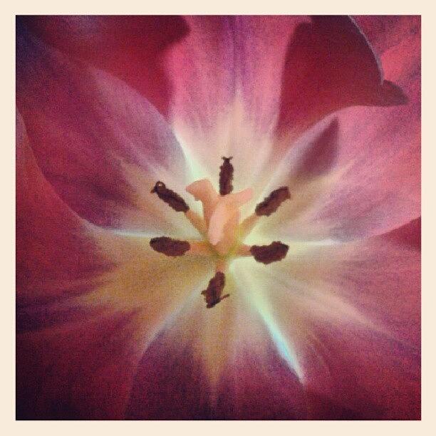 B-day Tulip :-) Photograph by Saija Lehtonen