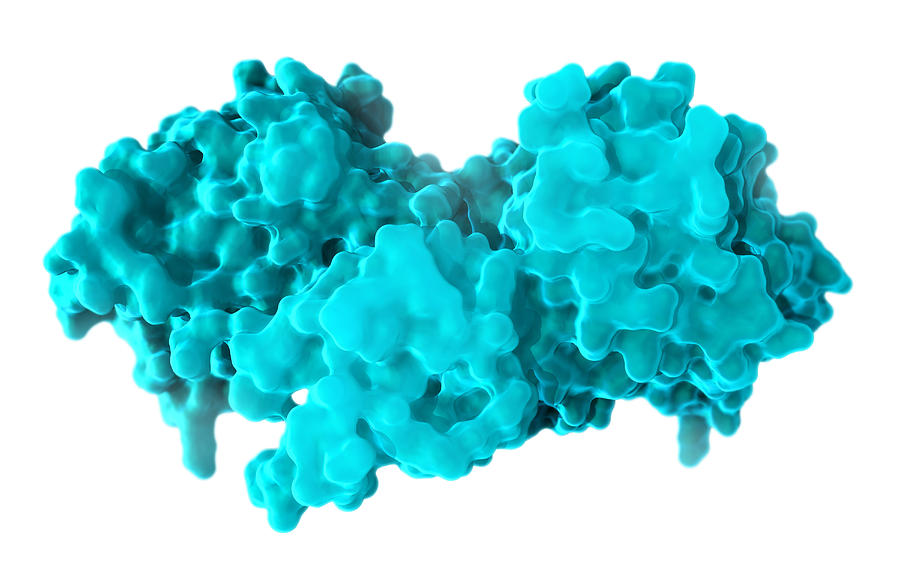 B-raf Protein, Molecular Model Photograph by Evan Oto