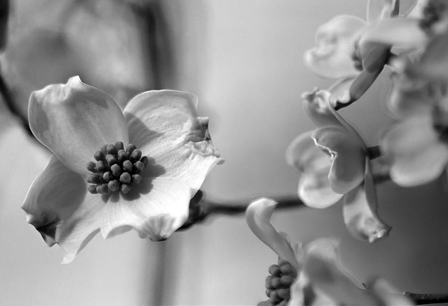 B W Dogwood Photograph By M E Cater | Fine Art America