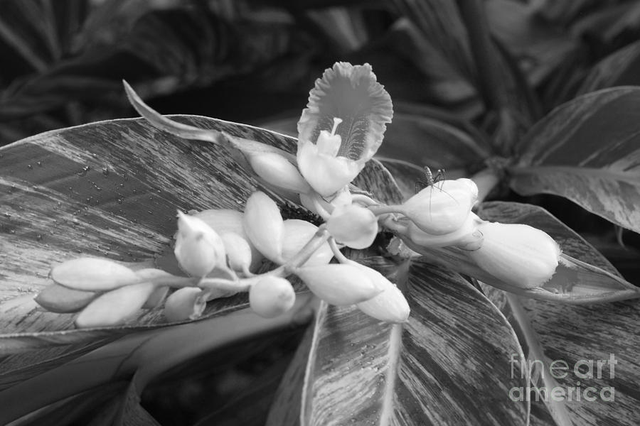 B W Ginger Lily Blossom and Bug Photograph by Connie Fox