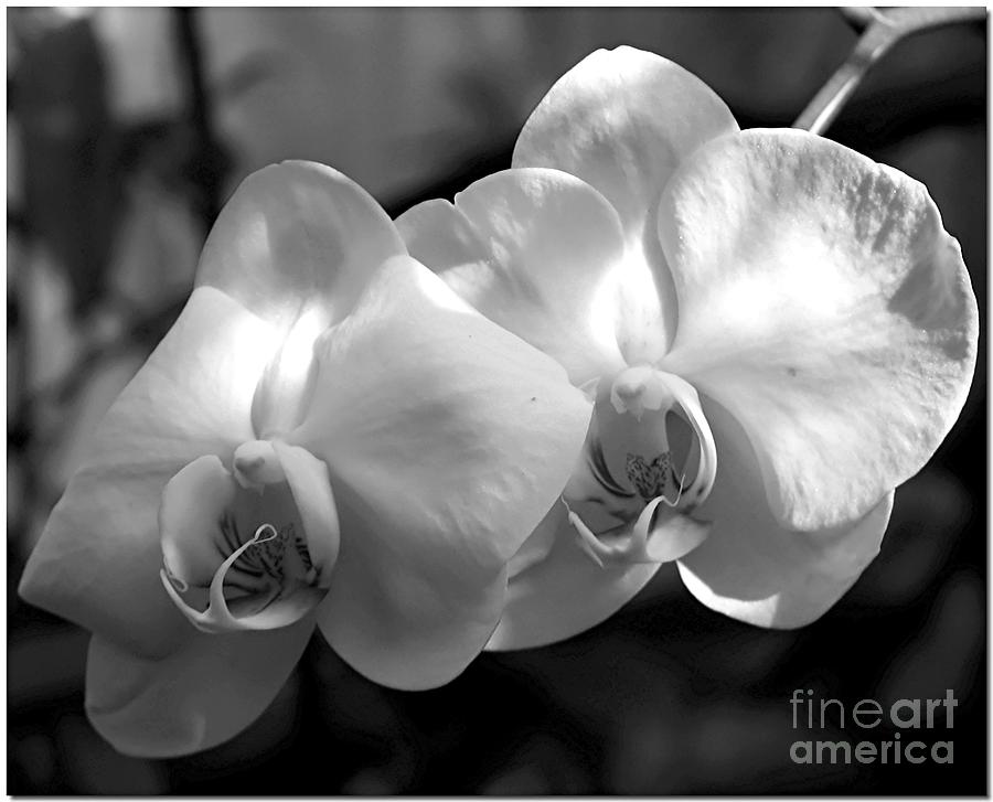 B W Orchids Photograph by Chris Anderson