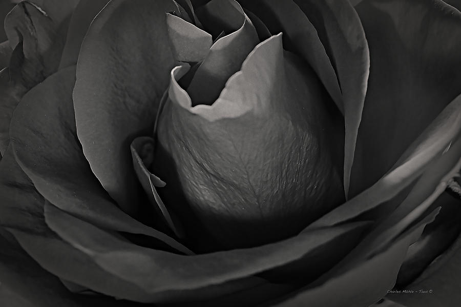 B-W Rose Photograph by Charles Muhle