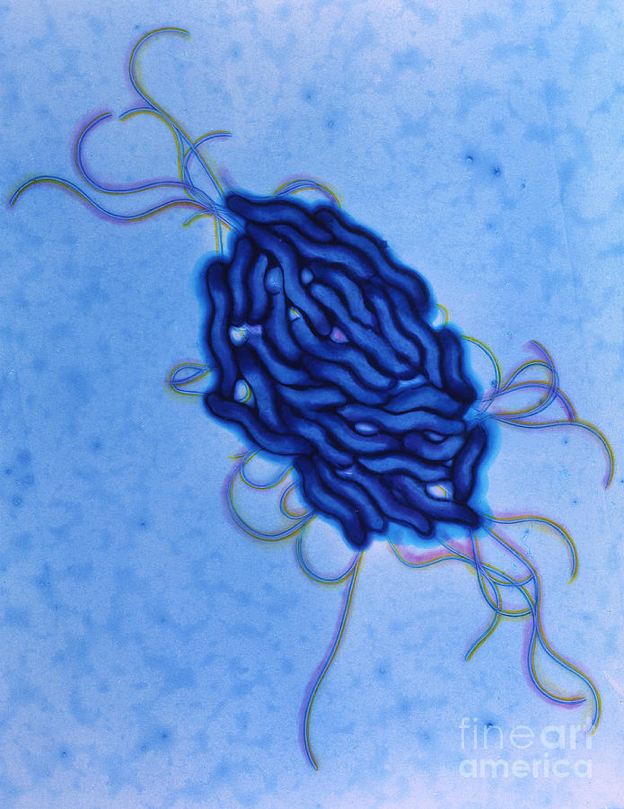 B2200561 - Campylobacter jejuni Photograph by Spl