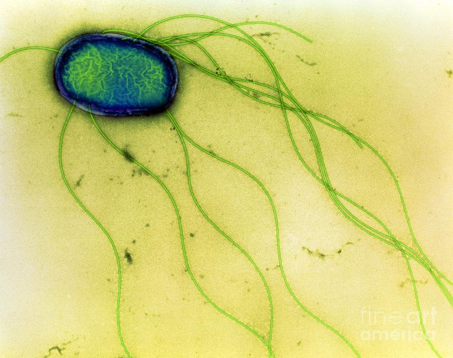 B2201066 - Salmonella enteritidis bacterium Photograph by Spl