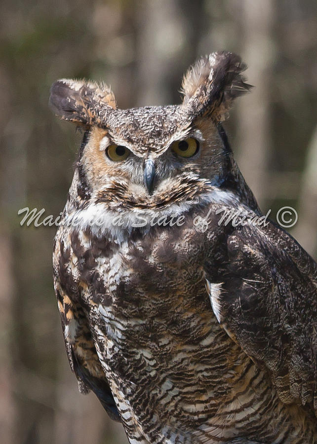 B465-Great Horned Owl Photograph by Thayden Farrington - Fine Art America