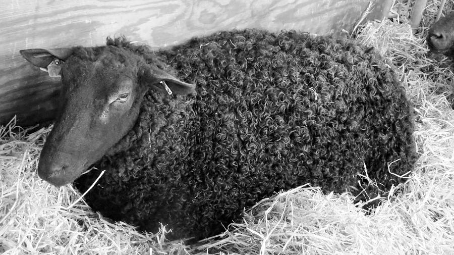 Baa Baa Black Sheep Photograph by Jeanette Oberholtzer