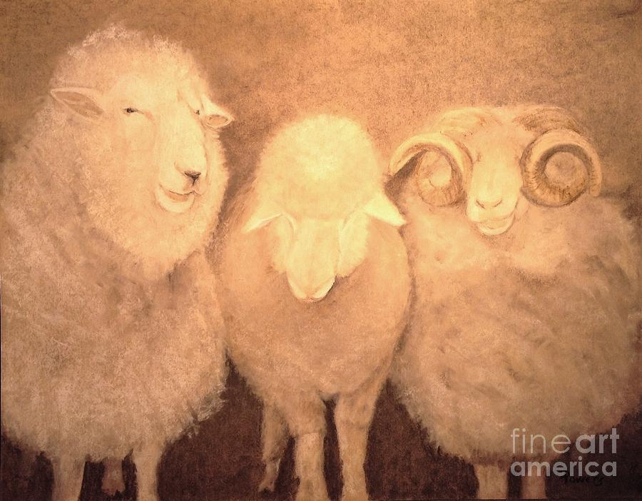 Sheep Drawing - Baa Humbug by Mary Lynne Powers