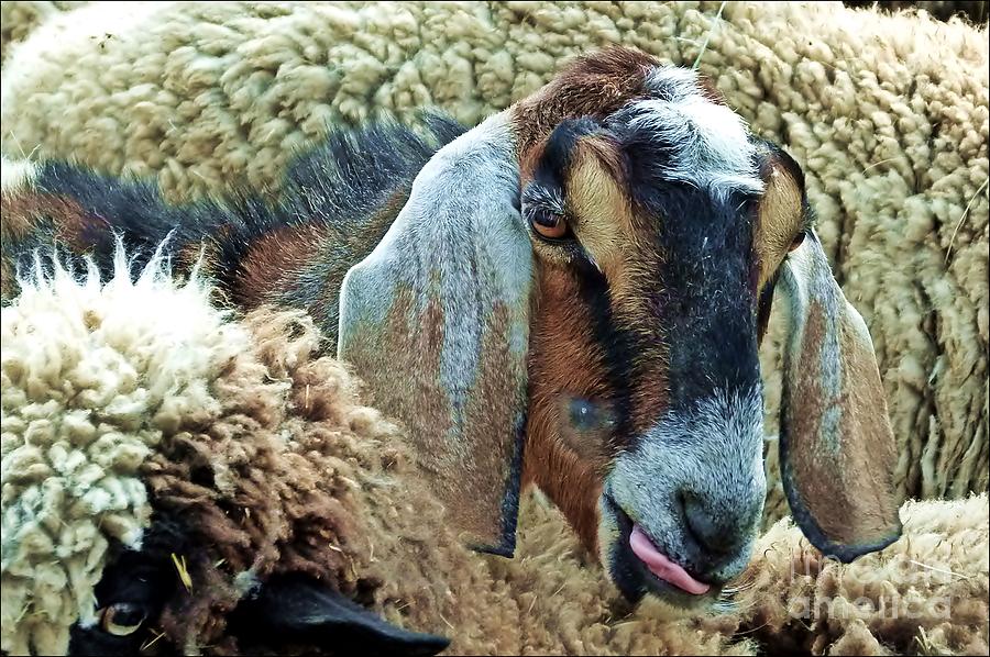 BAAA Sheep Photograph by Julia Hassett
