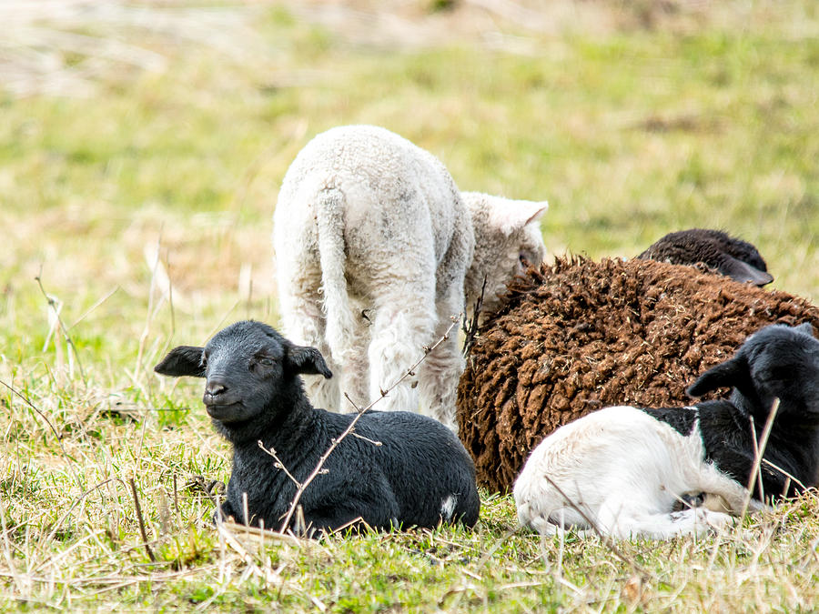 Baba Black Sheep Photograph by Cheryl Baxter