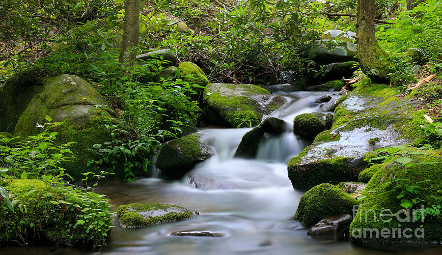 Mountain Photograph - Babbling Brook in Green Forest by Bridget Calip