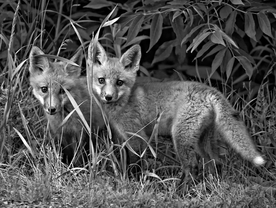 Wildlife Photograph - Babes In The Woods monochrome by Steve Harrington