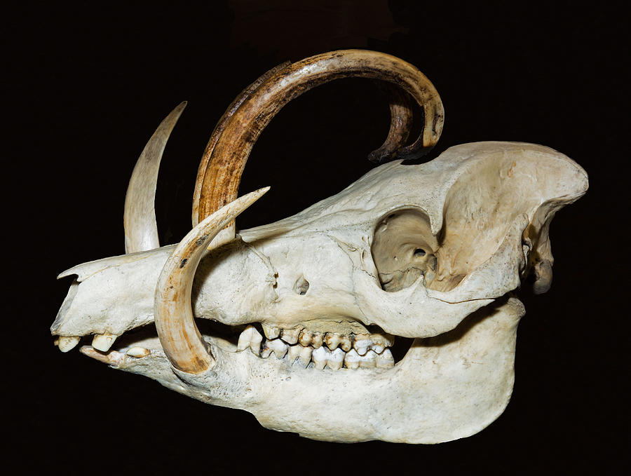 Babirusa Skull Photograph by Millard H. Sharp