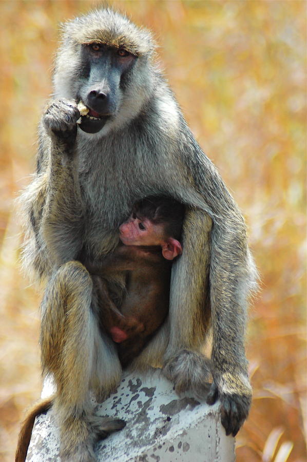 Baboon and Baby Photograph by Marc Levine - Fine Art America