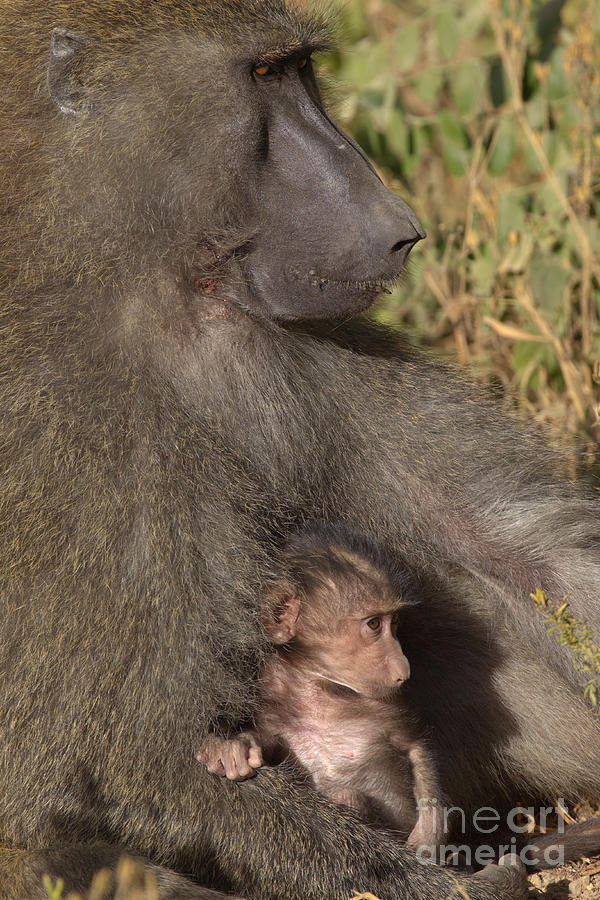 Baboon And Young Photograph by Dr. Peter Wernicke