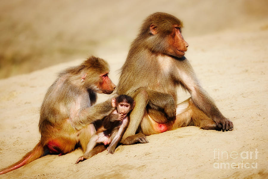 Baboon family in the desert Photograph by Nick  Biemans