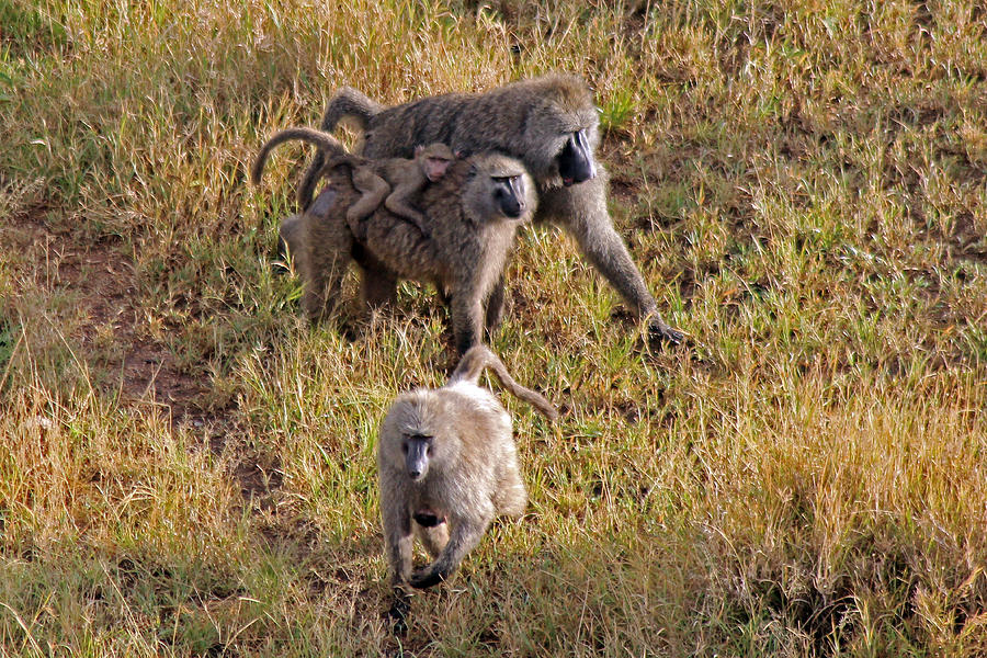 Baboon family Photograph by Tony Murtagh
