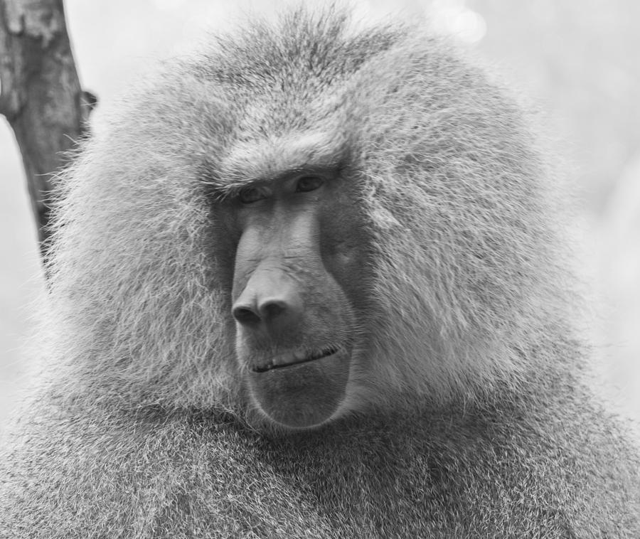 Baboon in Black And White Photograph by Jonny D