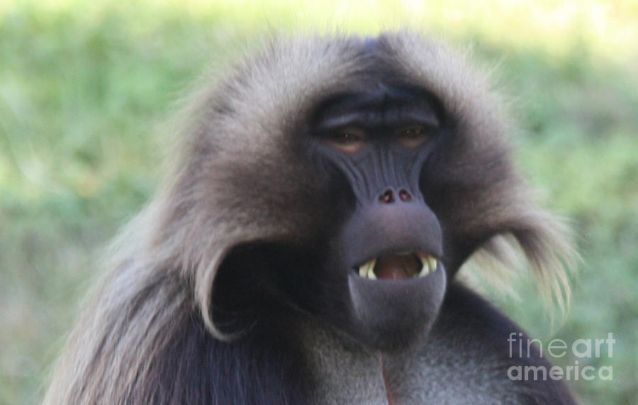 Baboon Photograph by John Telfer