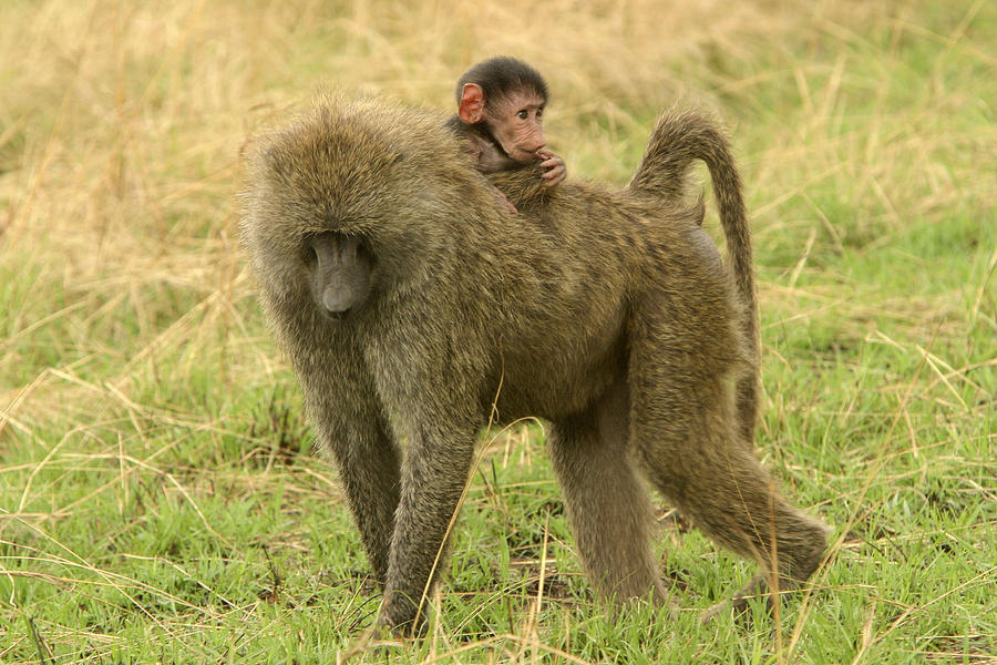 Baboon On Back Photograph by Jean-Michel Labat