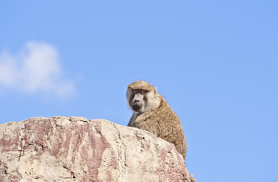 Baboon  Papio anubis monkey Photograph by Marek Poplawski