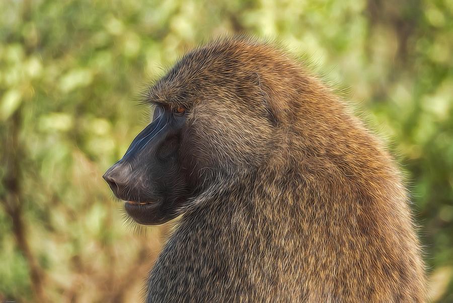 Baboon Photograph by Peggy Blackwell