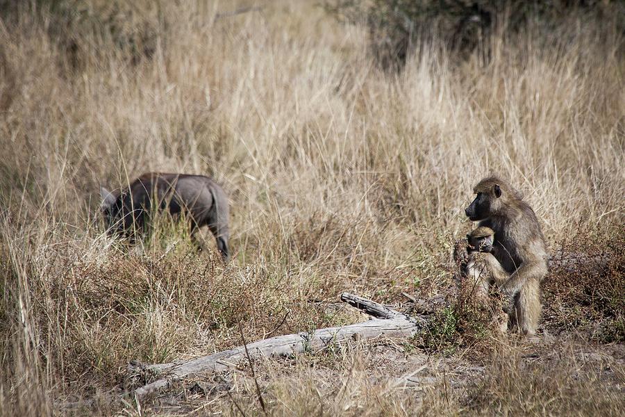 Baboon Protecting Offspring Photograph by Cameron MacPhail - Fine Art ...