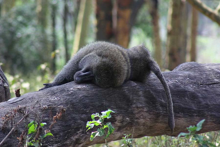 Baboon Sleeping Photograph by Amanda Stadther