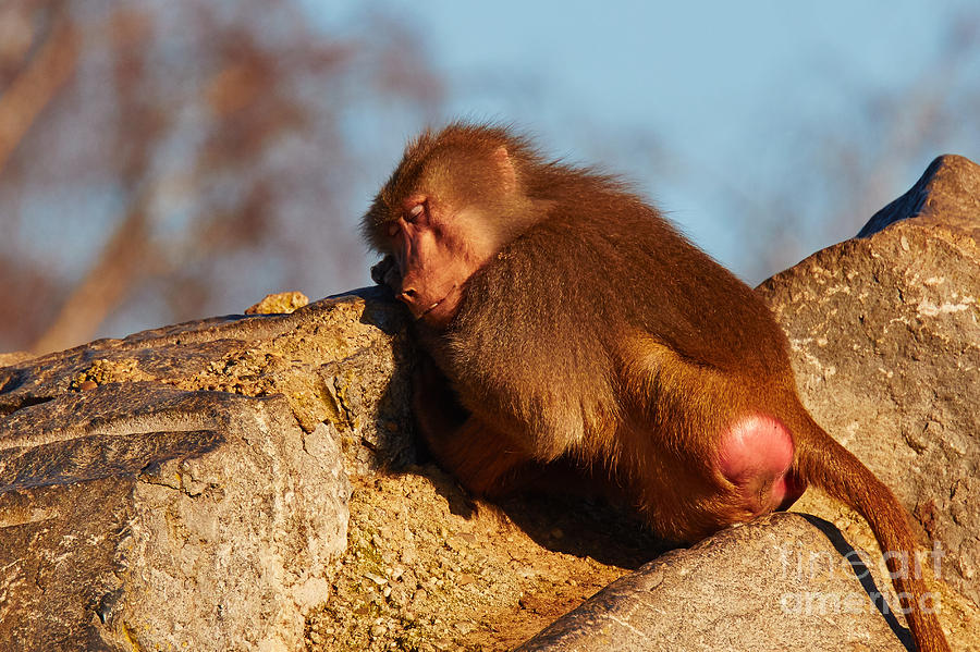 Baboon sleeping on a rock Photograph by Nick  Biemans