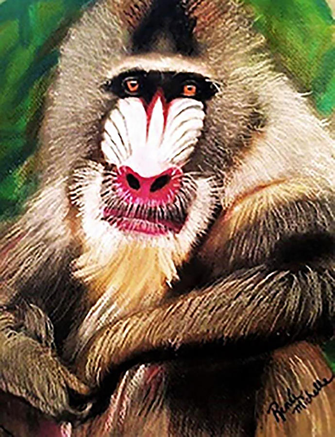 Animal Pastel - Baboon Stare by Renee Michelle Wenker