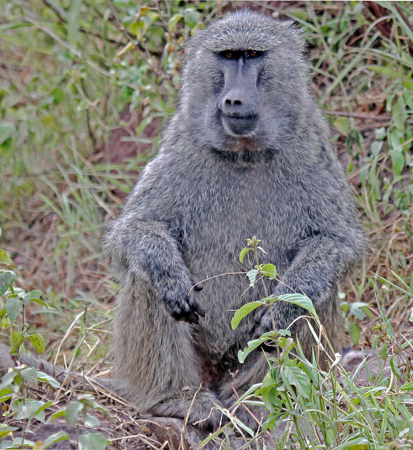 Baboon Photograph by Tony Murtagh