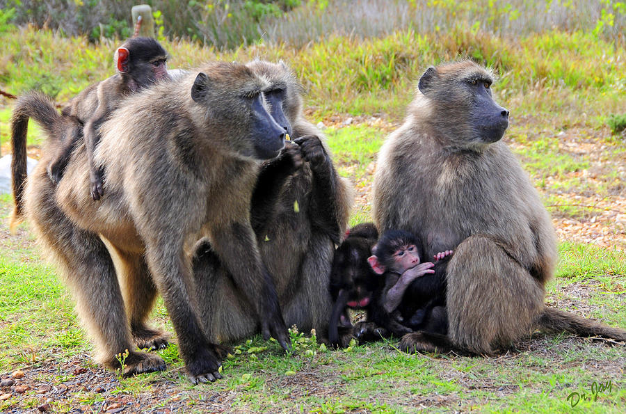 Baboon Troop Photograph by Jay Walshon MD - Fine Art America