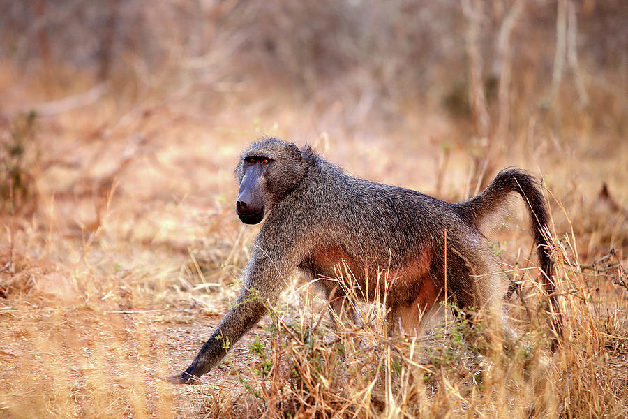 Baboon Walking Through Grass In Kruger Photograph by David Santiago ...