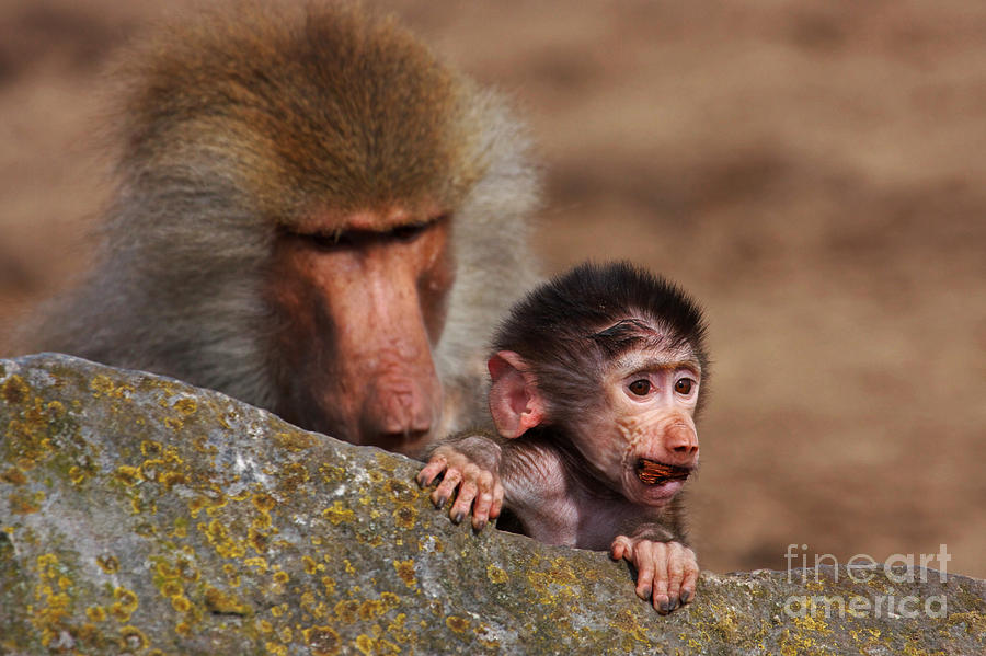Monkey Photograph - Baboon with baby behind a rock by Nick  Biemans