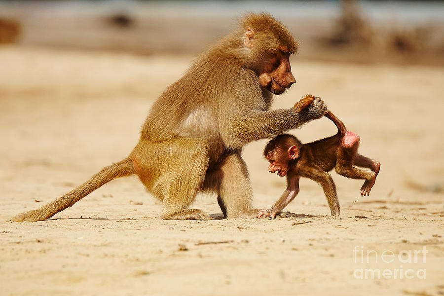 Baboon with baby Photograph by Nick  Biemans