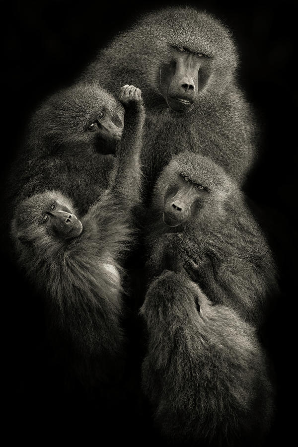 Nature Photograph - Baboons  United  by Mario Moreno