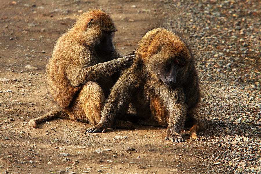 Ape Photograph - Baboons Grooming by Aidan Moran