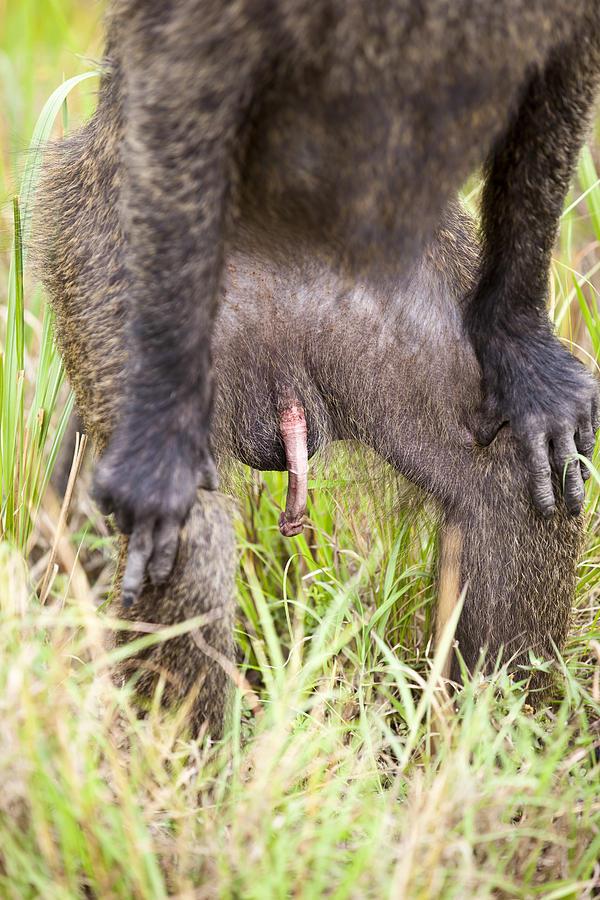 Baboons in the Safari - penis Photograph by 1001slide