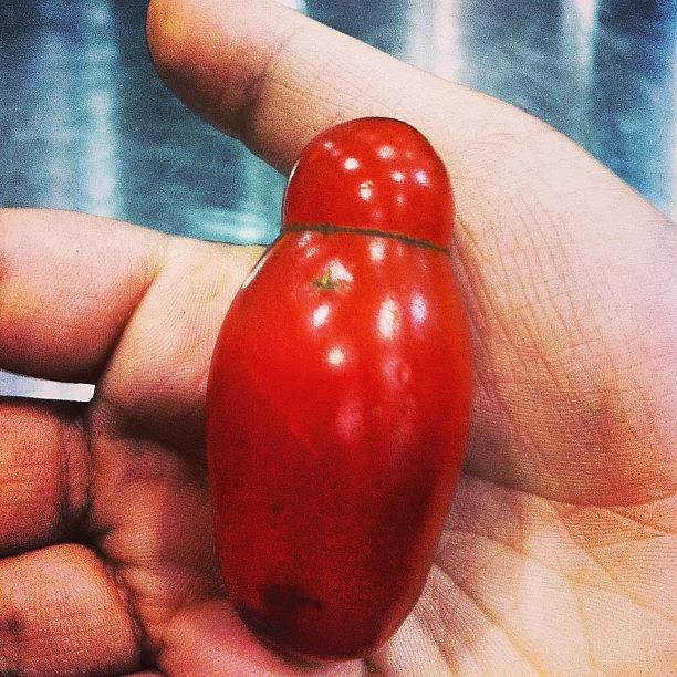 Melbourne Photograph - Babushka Tomato #tinyshutter by Scott Taylor