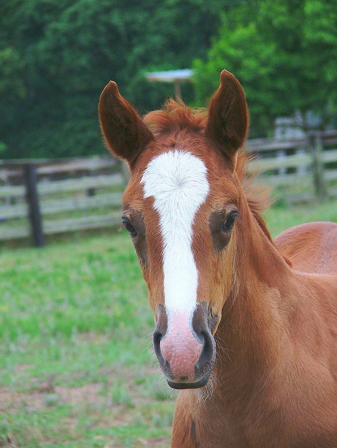 Horse Photograph - American paint colt by Phil And Karen Rispin