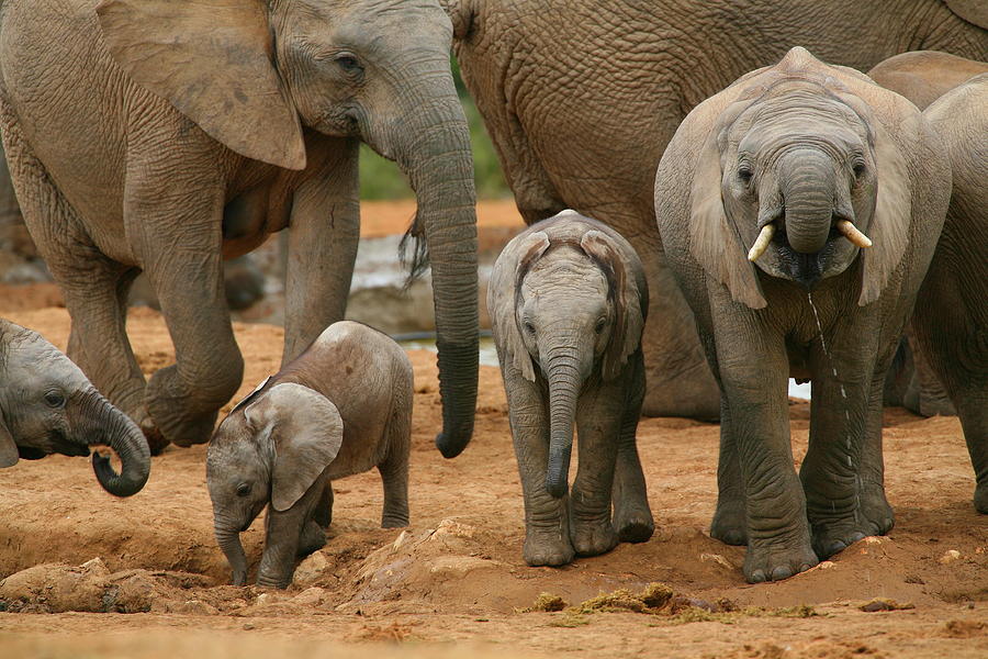 Elephant Photograph - Baby African Elephants by Bruce J Robinson