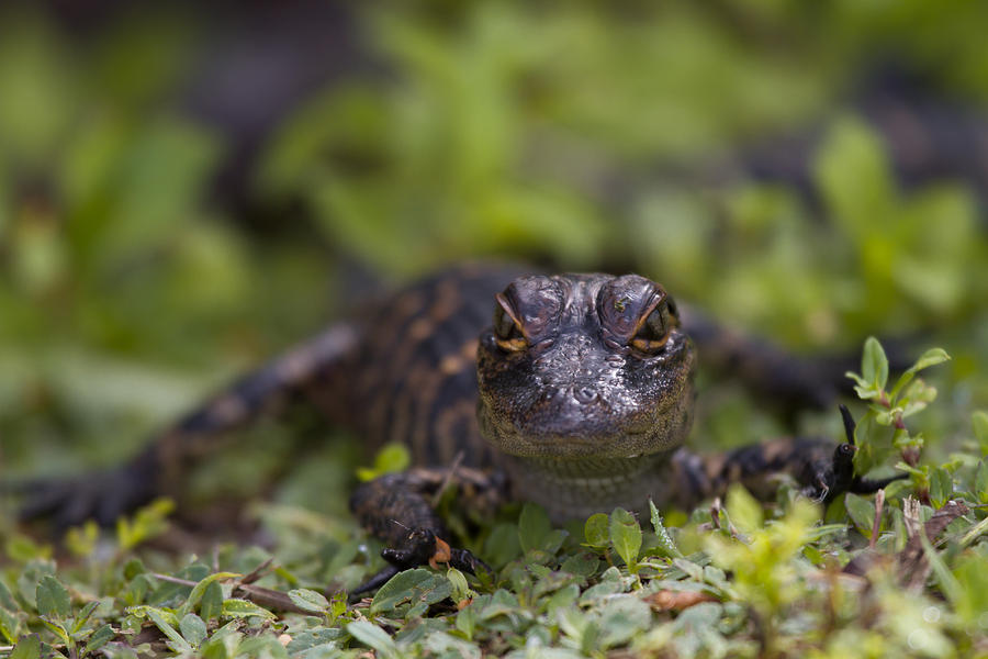 Everglades National Park Photograph - Baby Alligator by Andres Leon