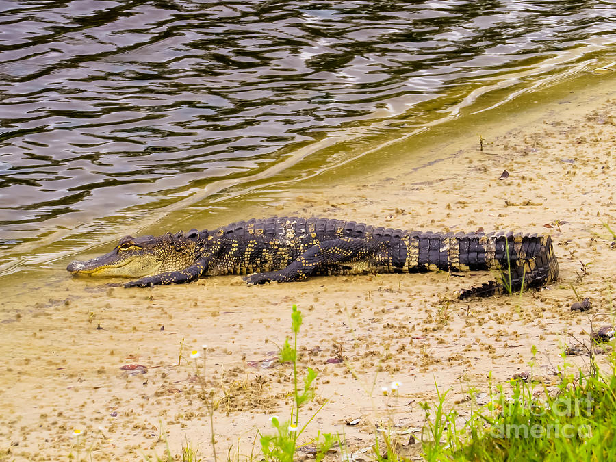 Baby Alligator At The Lake Photograph By Zina Stromberg Fine Art America