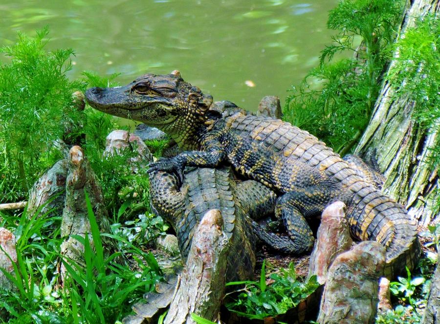 Baby Alligators Photograph by Cynthia Guinn