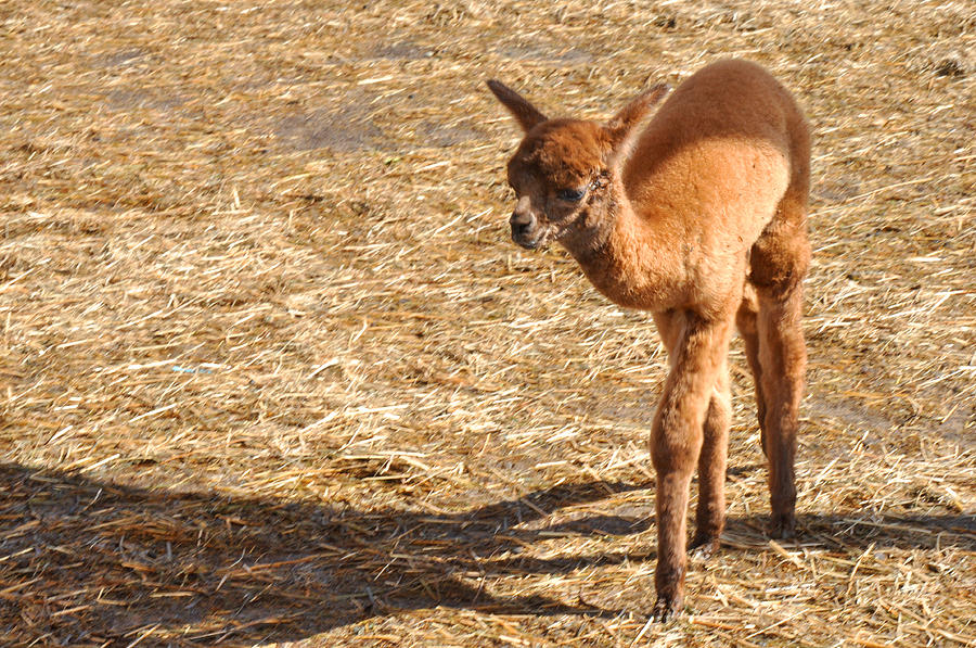 Baby Alpaca Photograph by Diane Lent