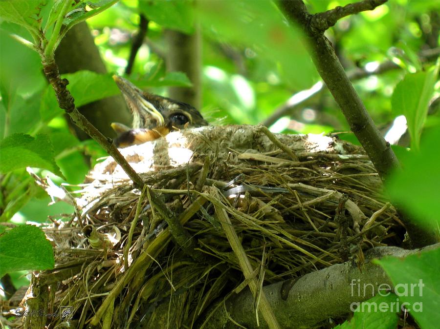 Nature Photograph - Baby American Robin by J McCombie