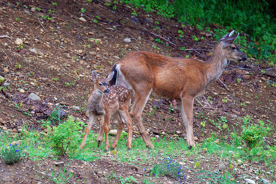 Baby and Mom I Photograph by Rebecca Parker